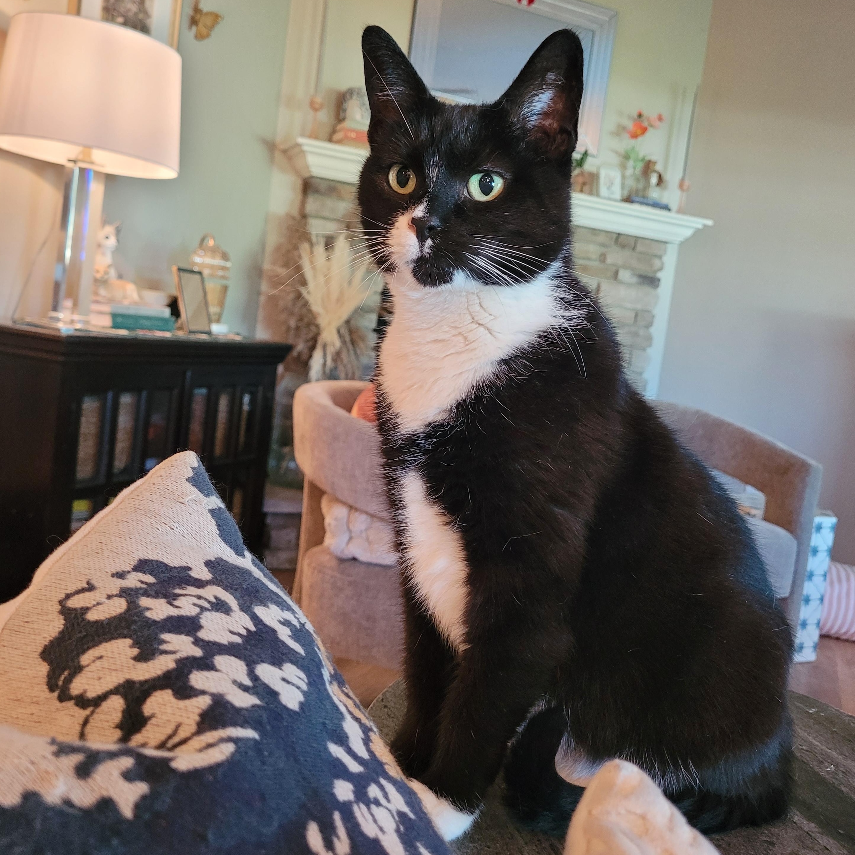 Biscoff, ADOPTABLE, Young Female Domestic Short Hair.