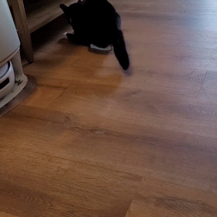 Enlarge Biscoff, a ADOPTABLE Domestic Short Hair in Indianapolis, IN video 2/6