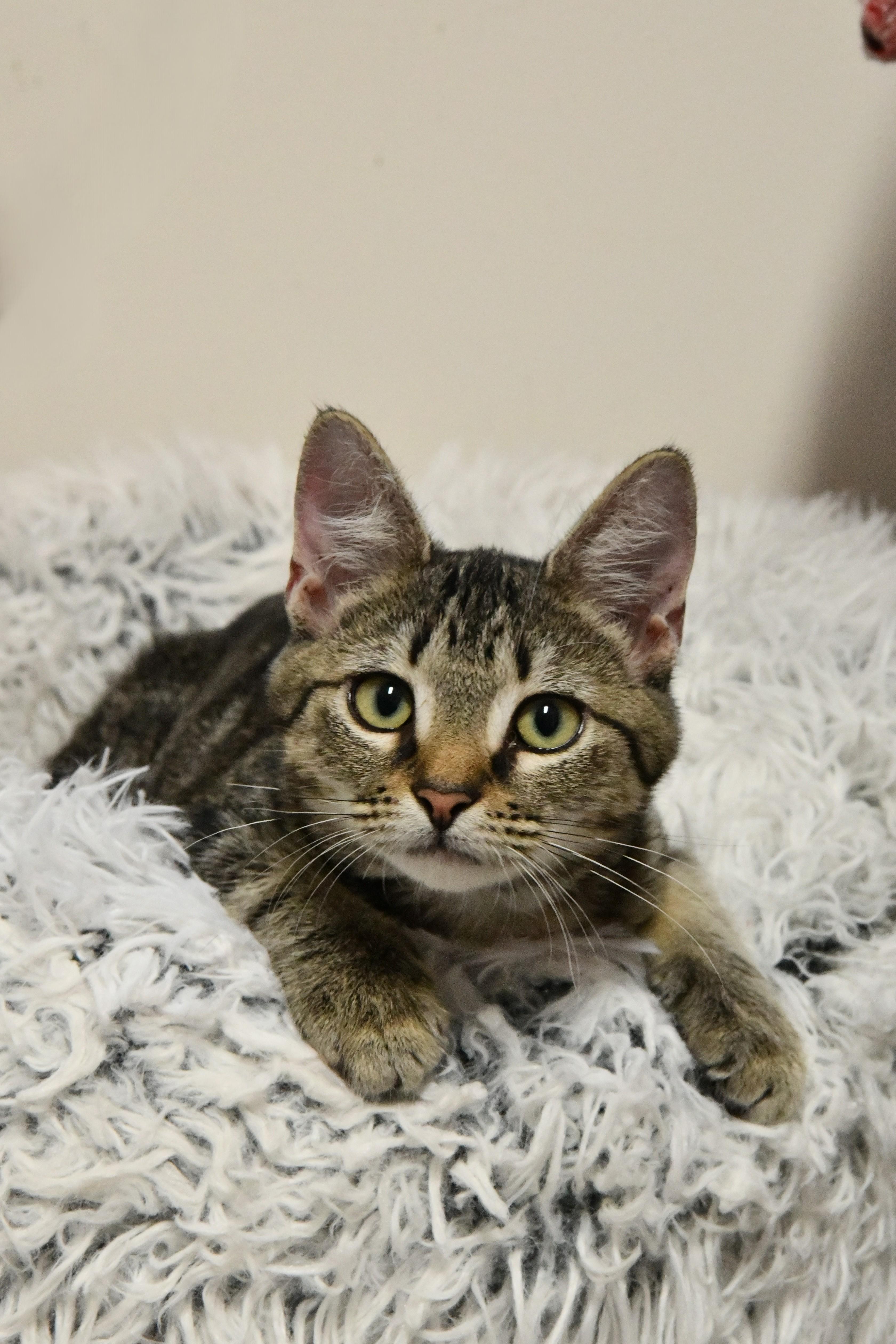Enlarge Skylar, an adopted Domestic Short Hair in Fairhope, AL image 1/1