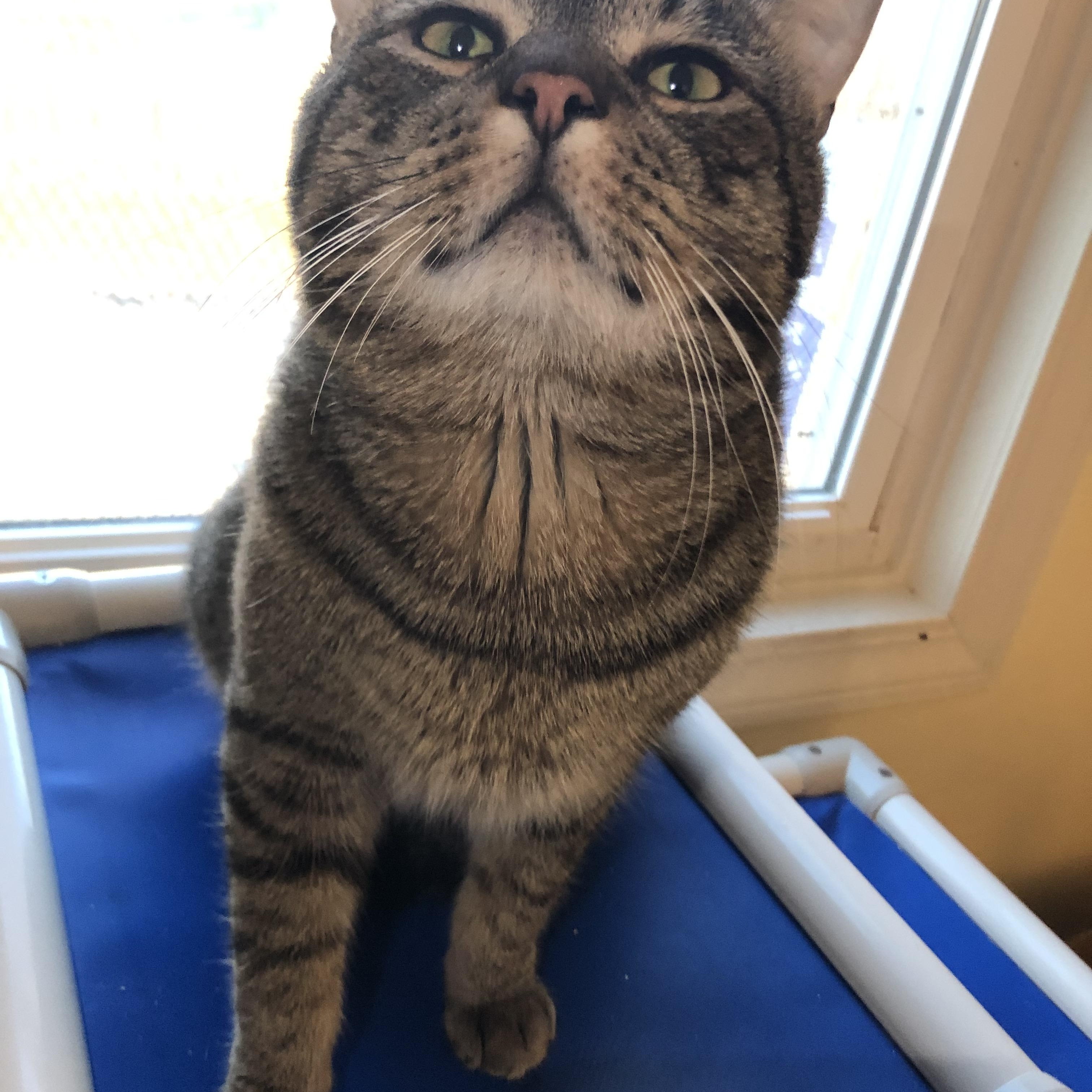 Enlarge Karaoke, a ADOPTABLE Domestic Short Hair in Salisbury, MA image 4/6