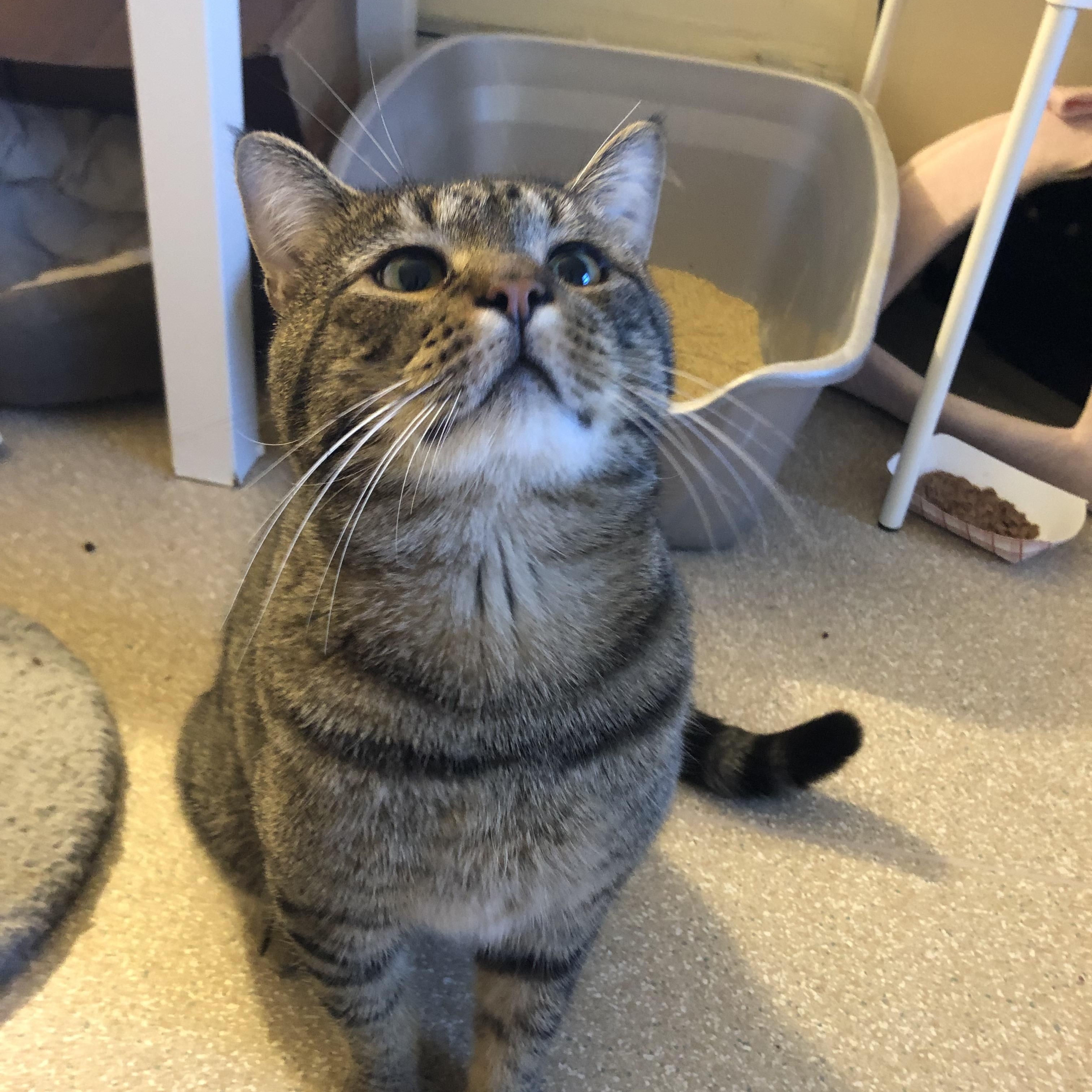 Enlarge Karaoke, a ADOPTABLE Domestic Short Hair in Salisbury, MA image 2/6