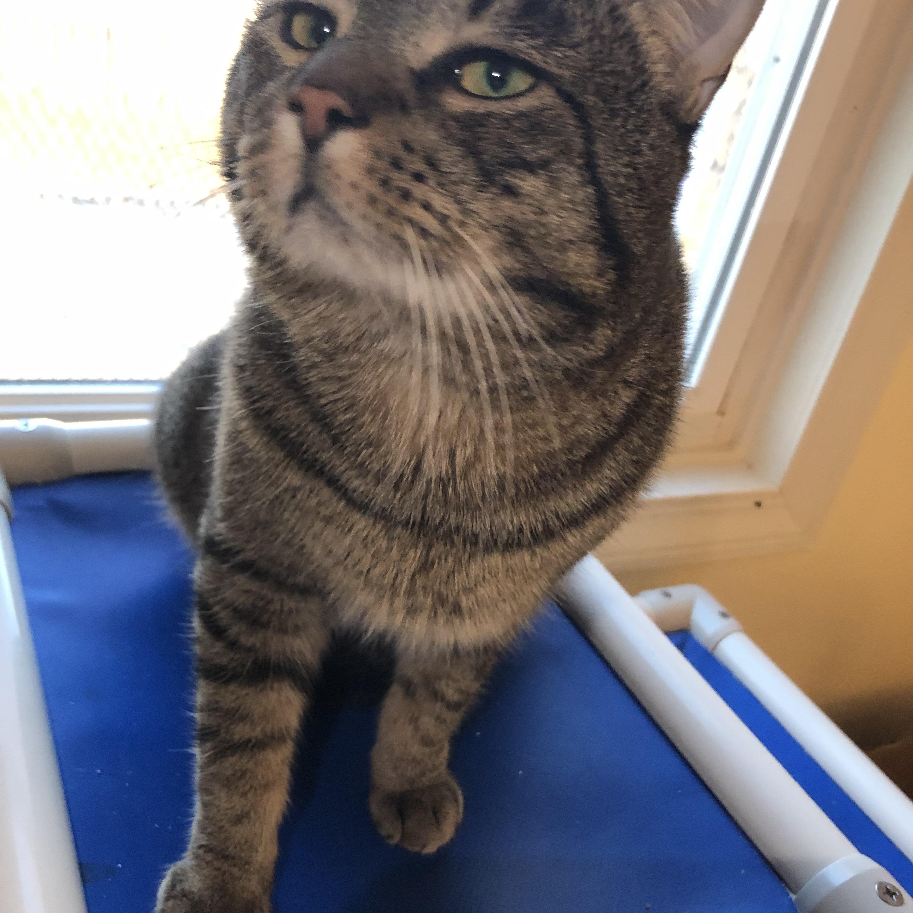 Enlarge Karaoke, a ADOPTABLE Domestic Short Hair in Salisbury, MA image 5/6