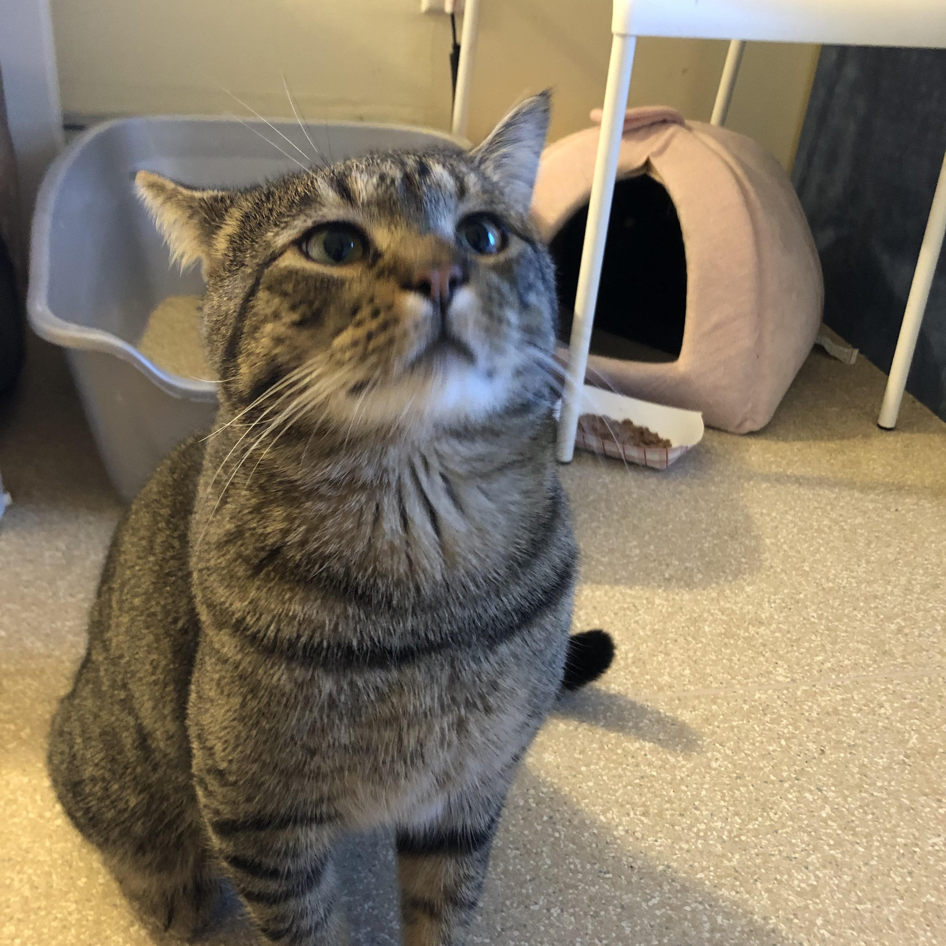 Enlarge Karaoke, a ADOPTABLE Domestic Short Hair in Salisbury, MA image 3/6