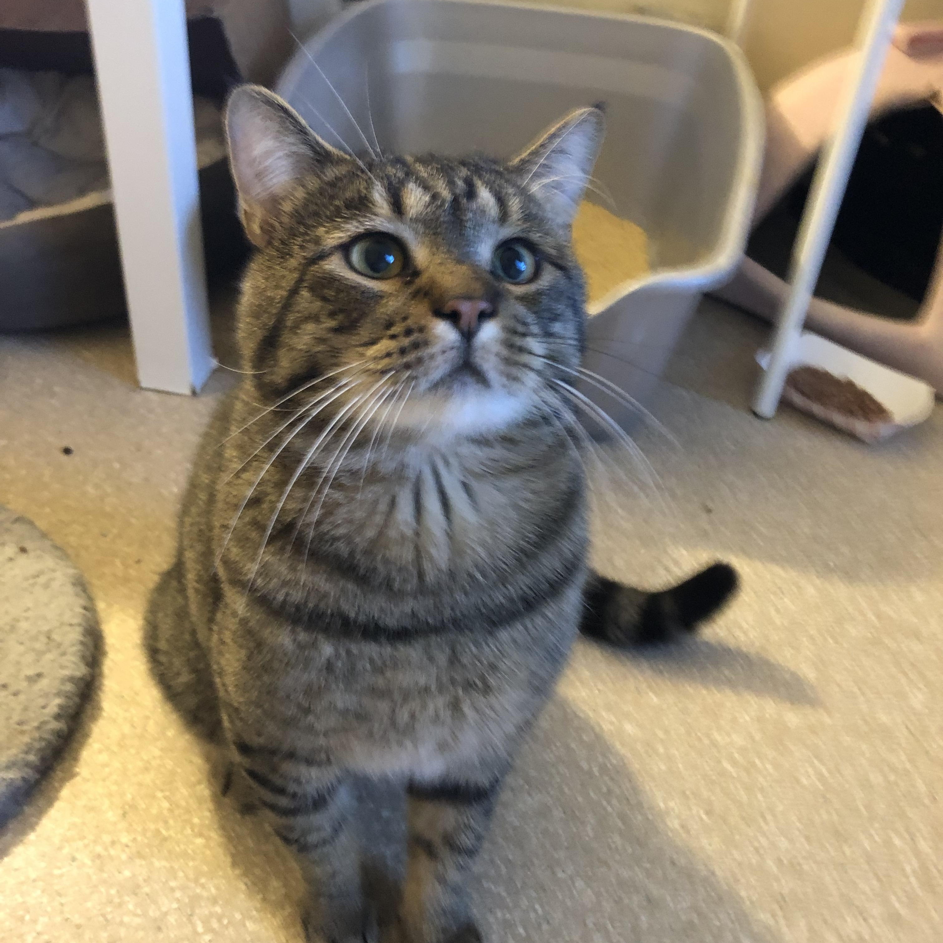 Enlarge Karaoke, a ADOPTABLE Domestic Short Hair in Salisbury, MA image 6/6