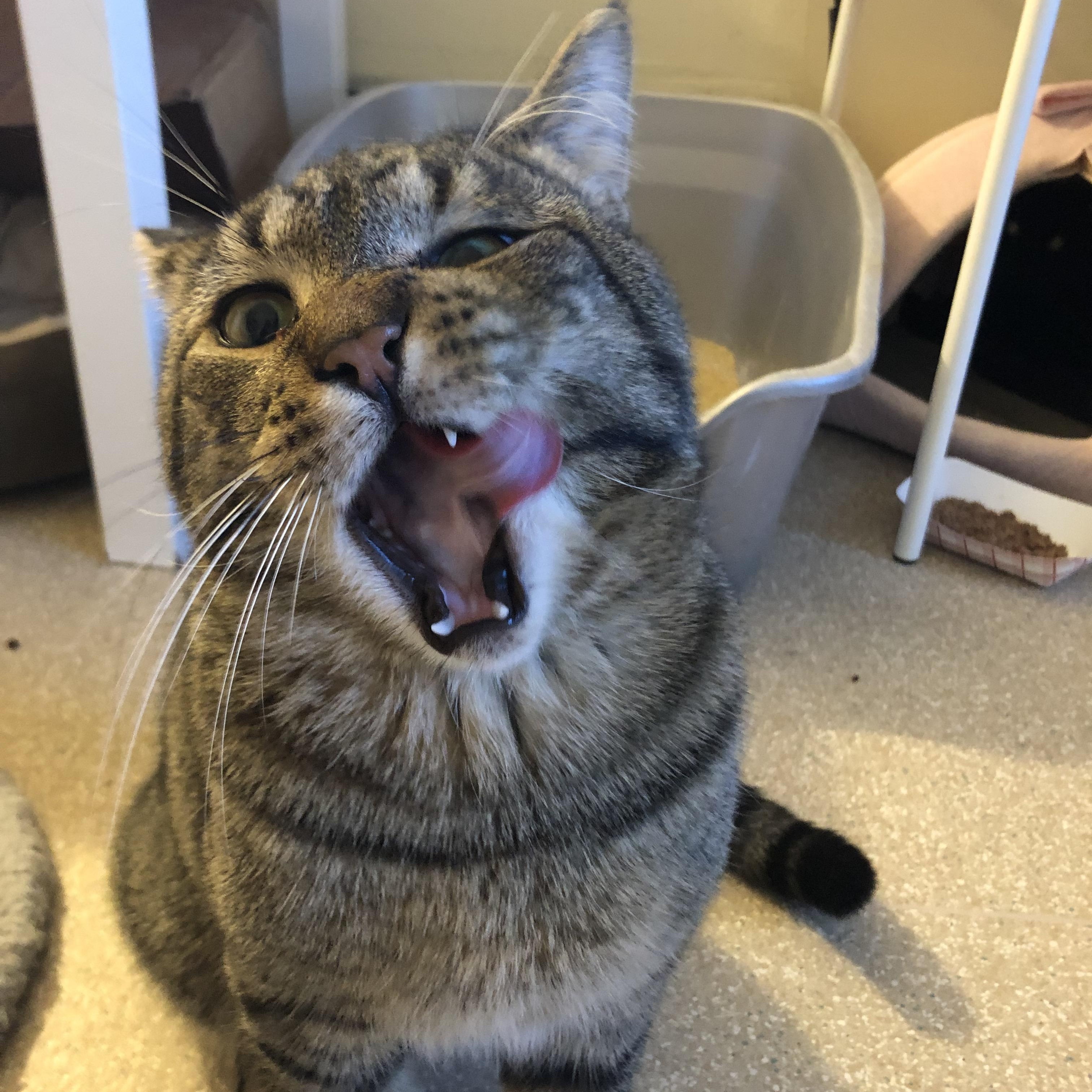 Enlarge Karaoke, a ADOPTABLE Domestic Short Hair in Salisbury, MA image 1/6