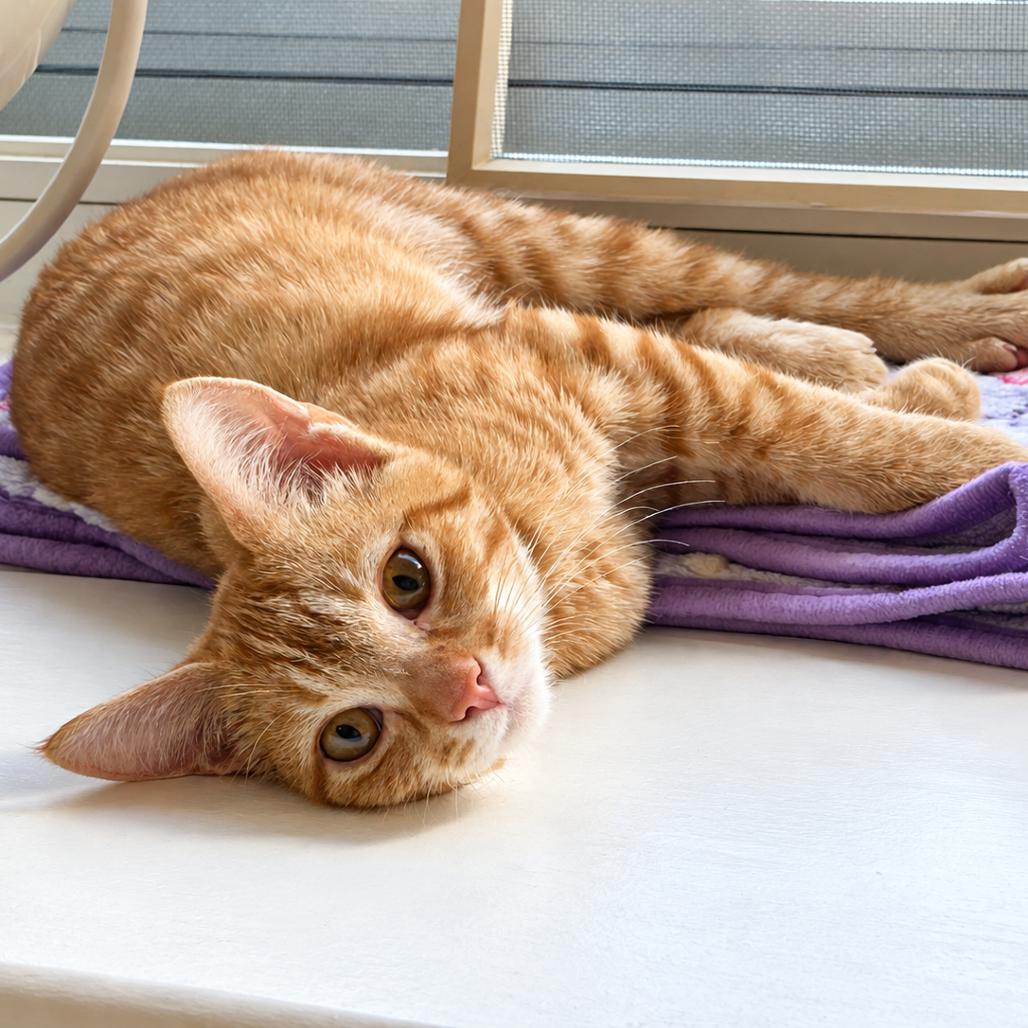 Duke, Adoptable, Kitten Male Manx.