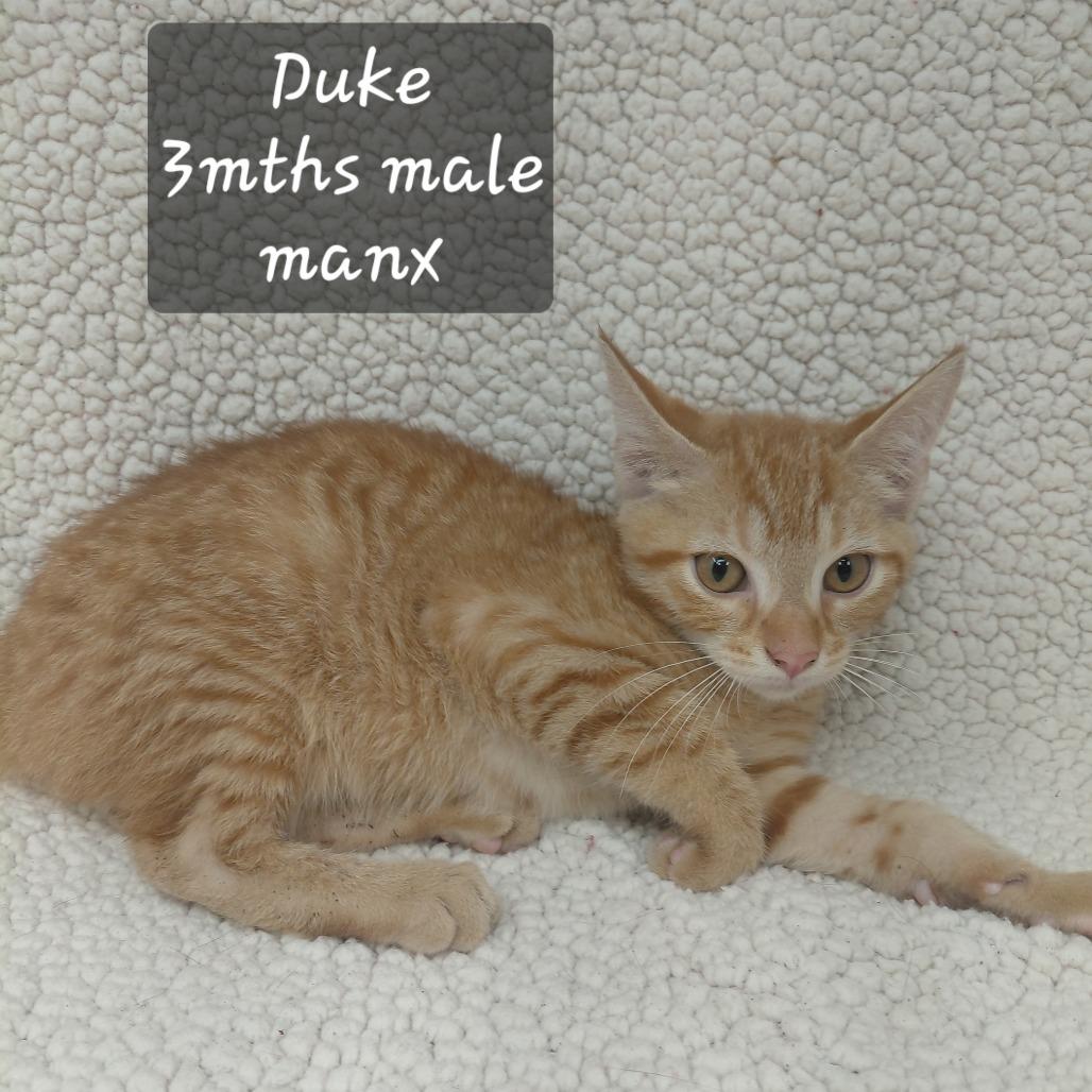 Enlarge Duke, a Adoptable Manx in Staten Island, NY image 2/5