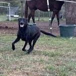 Enlarge VADER - TRANSPORT AVAILABLE, a Adoptable mixed breed in Grove City, PA image 4/6