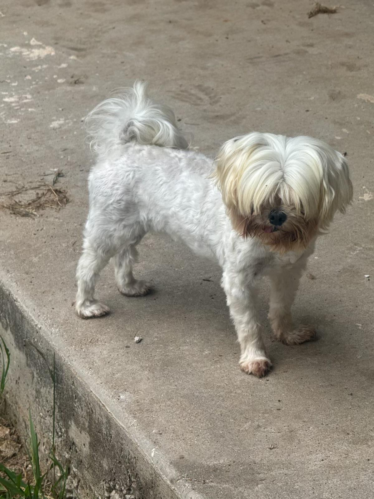 Enlarge Stormy, an adopted Maltese in Garland, TX image 2/2