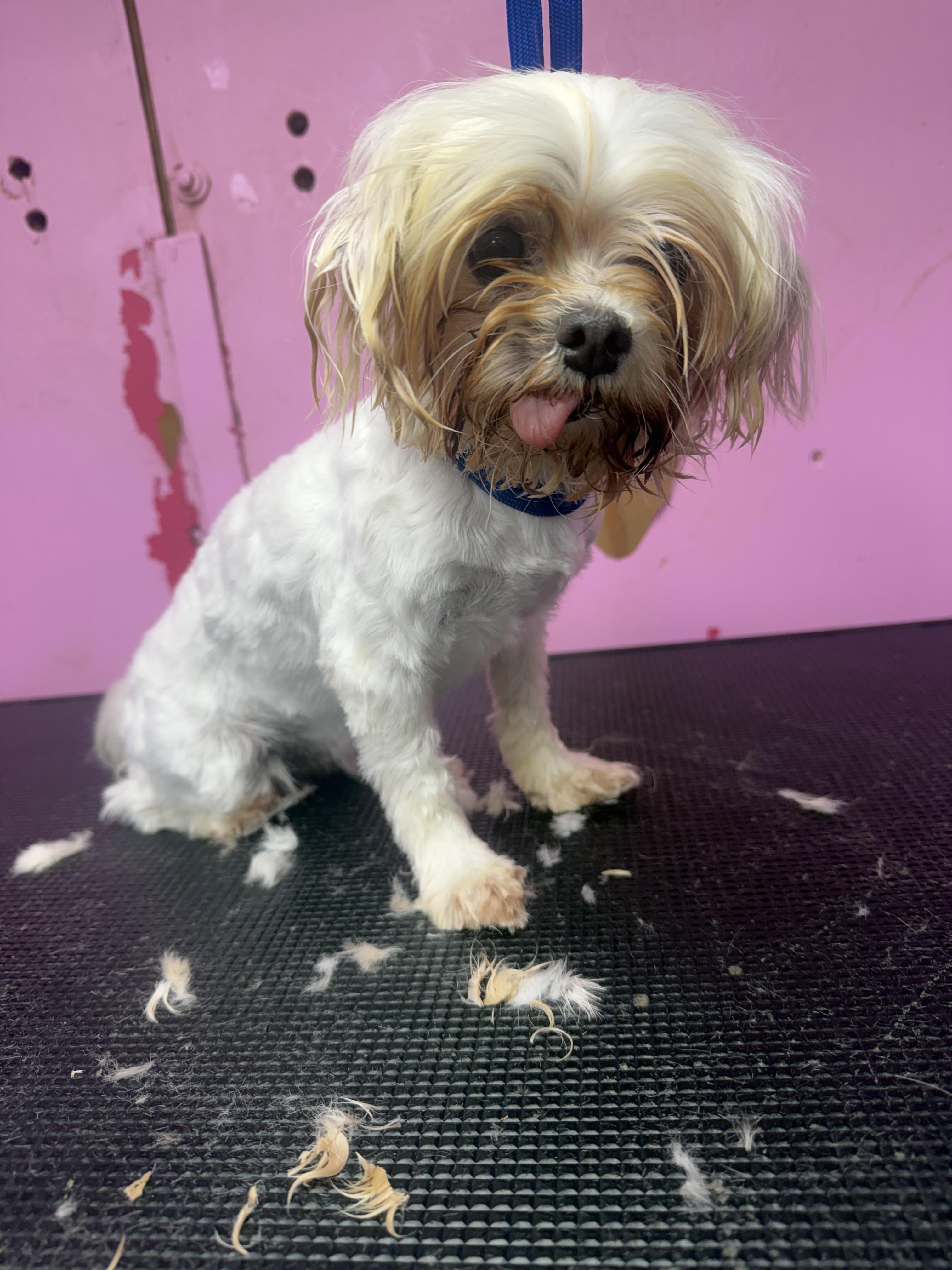 Stormy, adopted, Adult Female Maltese.