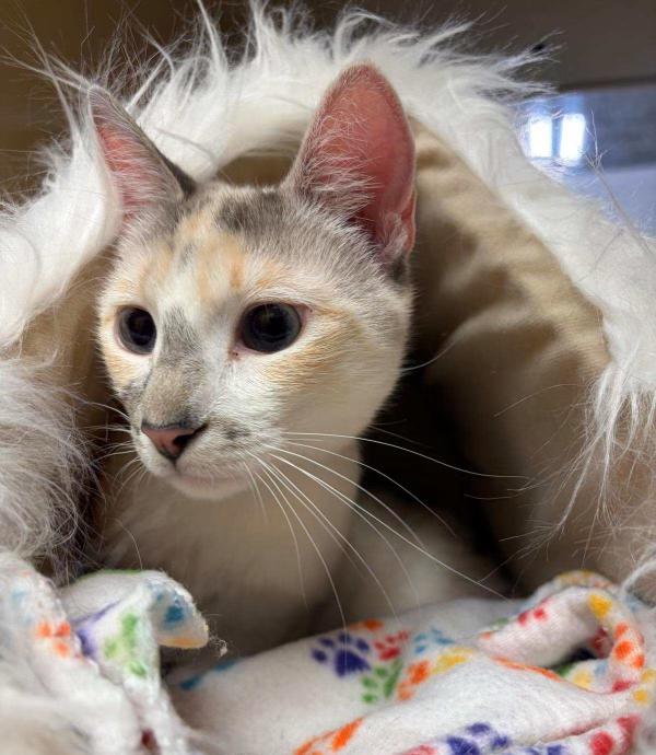 Rose, Adopted, Young Female Calico & Siamese.