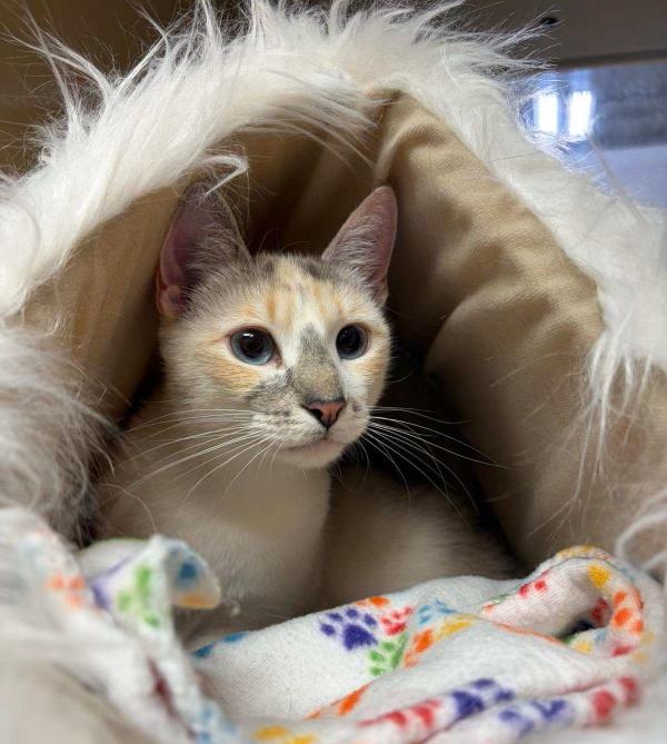 Enlarge Rose, a Adopted mixed breed in Trexlertown, PA image 2/2