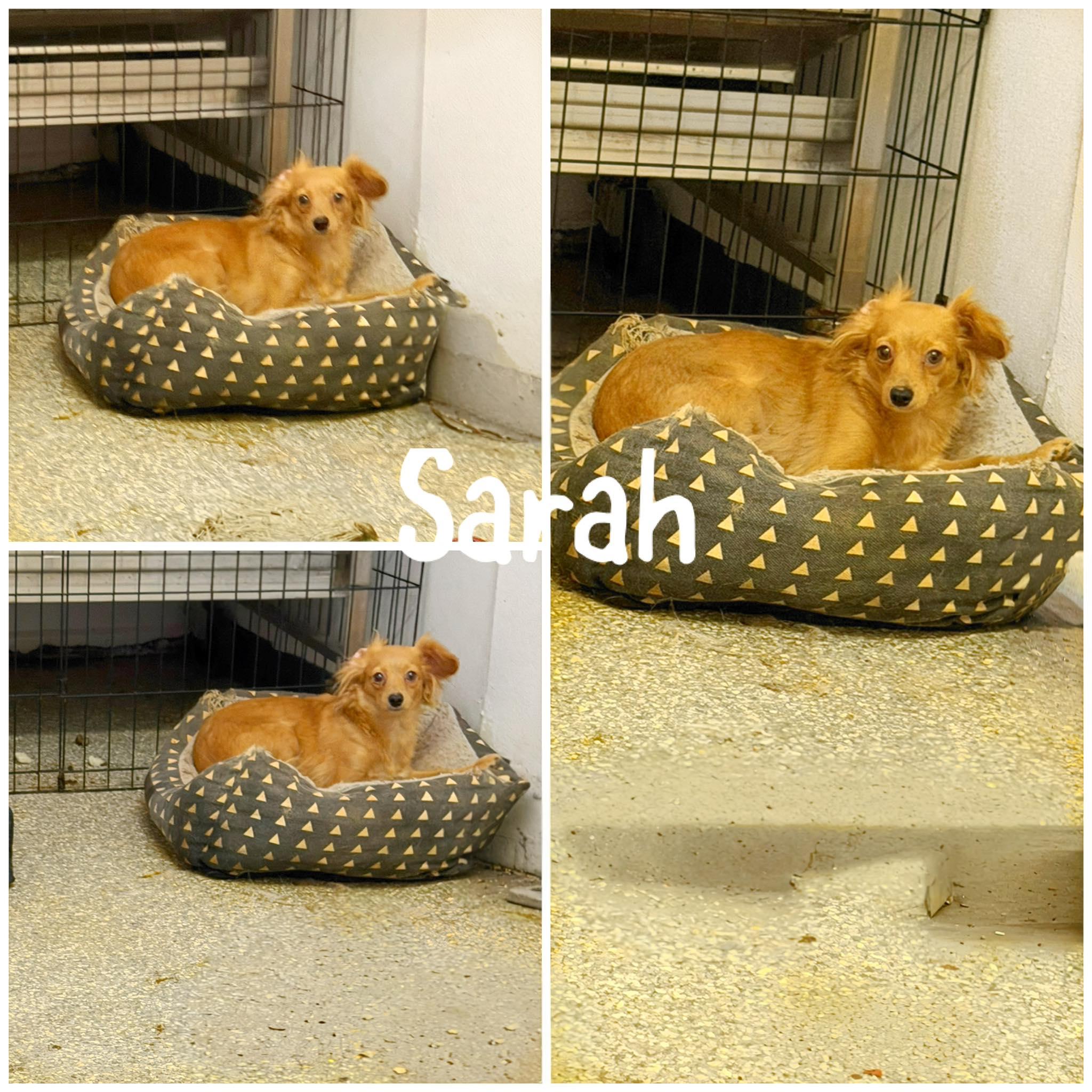Enlarge Sarah, an adopted mixed breed in Saint James, MO image 1/1