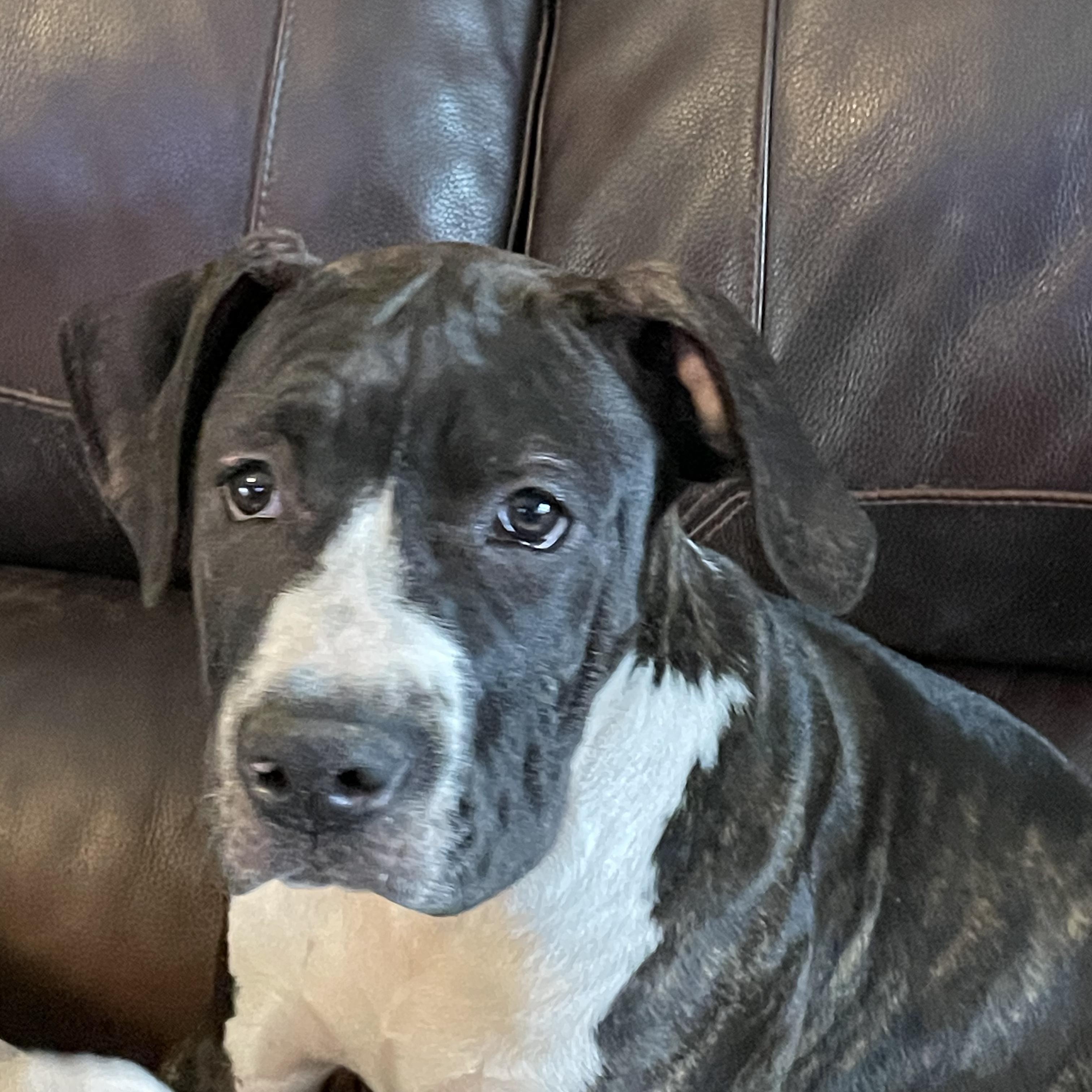 Enlarge Daisy, a Adoptable mixed breed in Kansas City, MO image 3/3