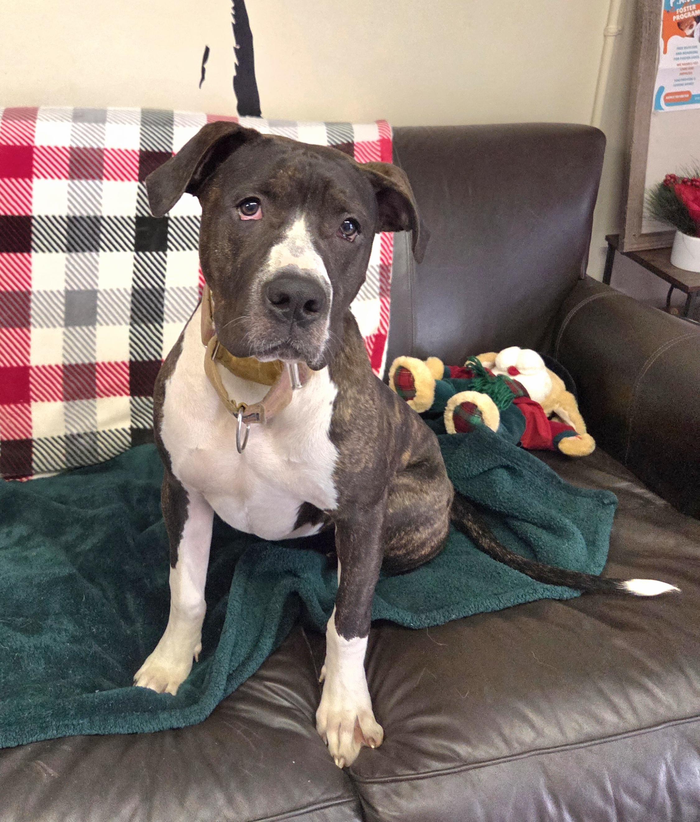 Enlarge Daisy, a Adoptable mixed breed in Kansas City, MO image 1/6