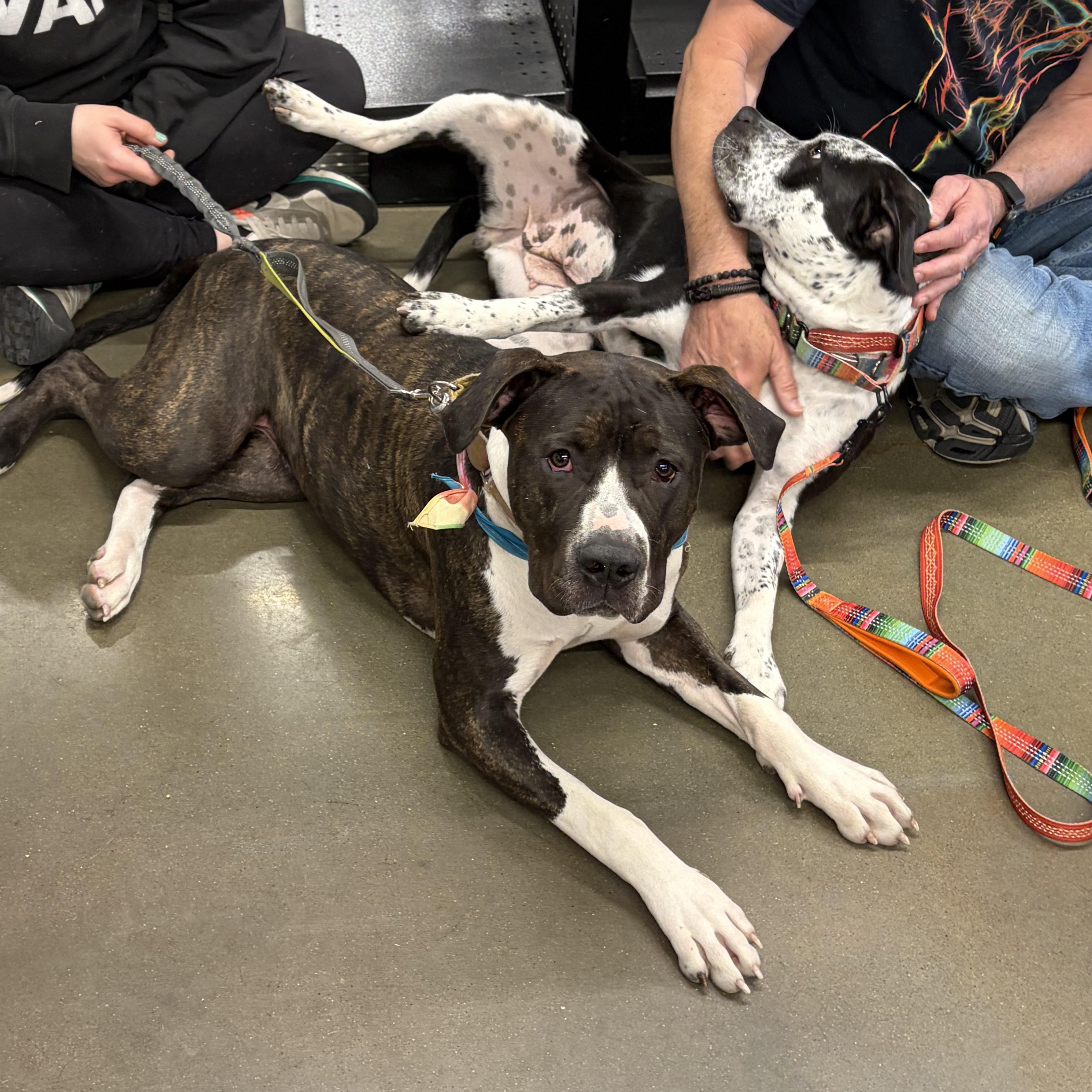 Daisy, Adoptable, Young Female Pit Bull Terrier.