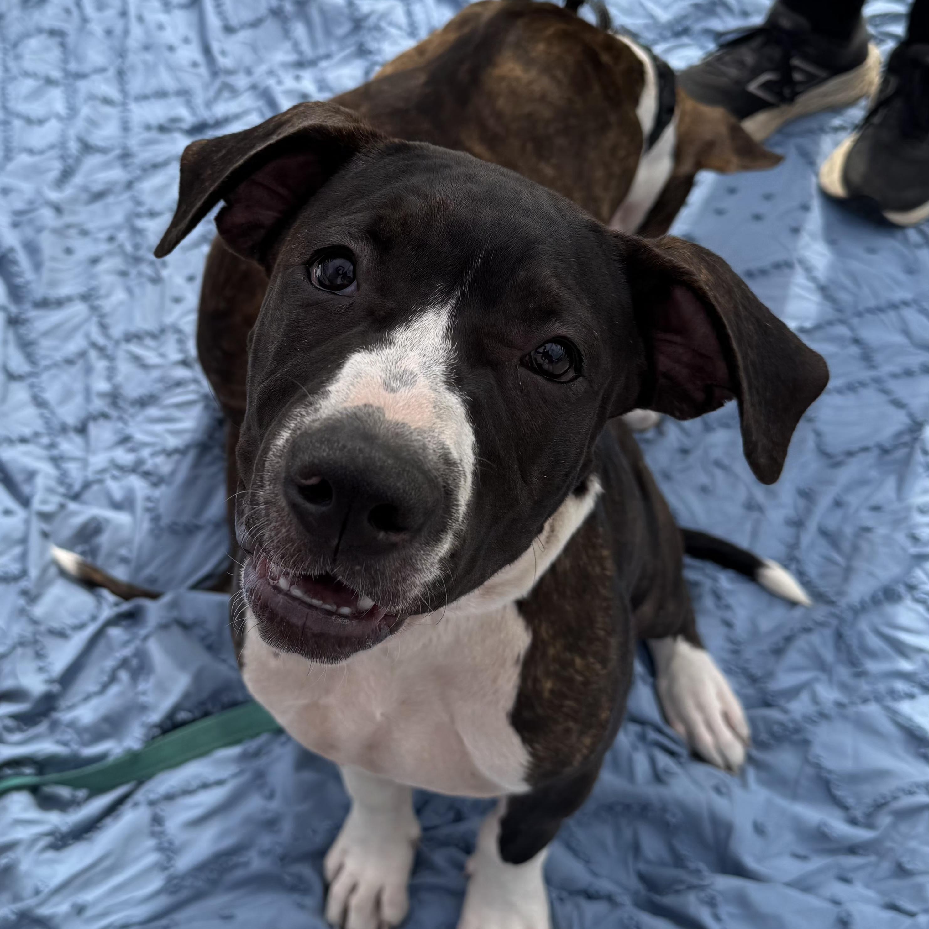 Enlarge Daisy, a Adoptable mixed breed in Kansas City, MO image 1/3