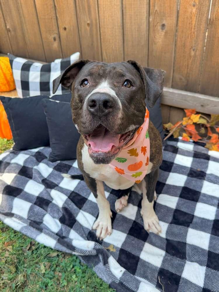 Enlarge Daisy, a Adoptable mixed breed in Kansas City, MO image 3/6