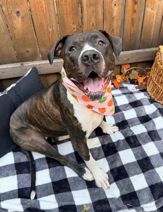 Enlarge Daisy, a Adoptable mixed breed in Kansas City, MO image 1/6