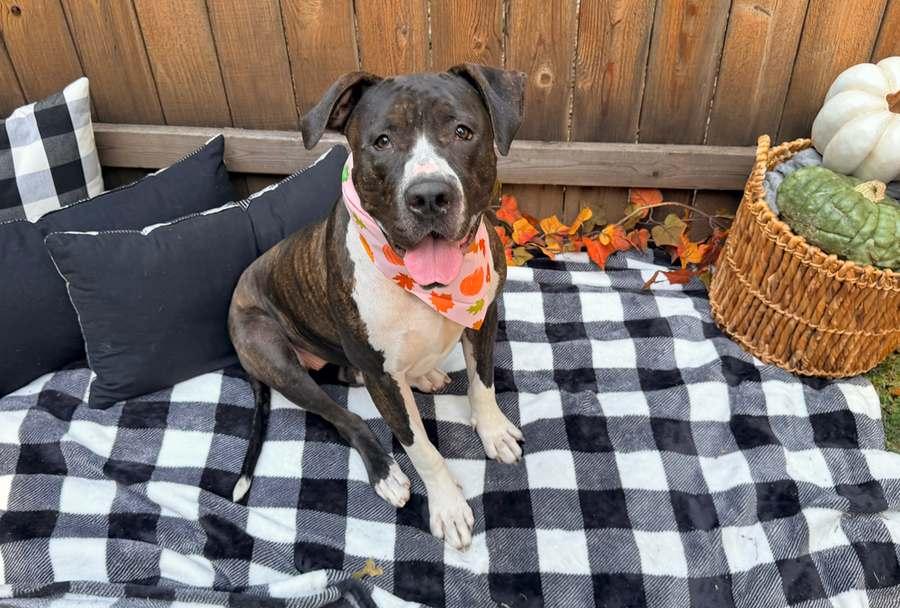 Enlarge Daisy, a Adoptable mixed breed in Kansas City, MO image 4/6