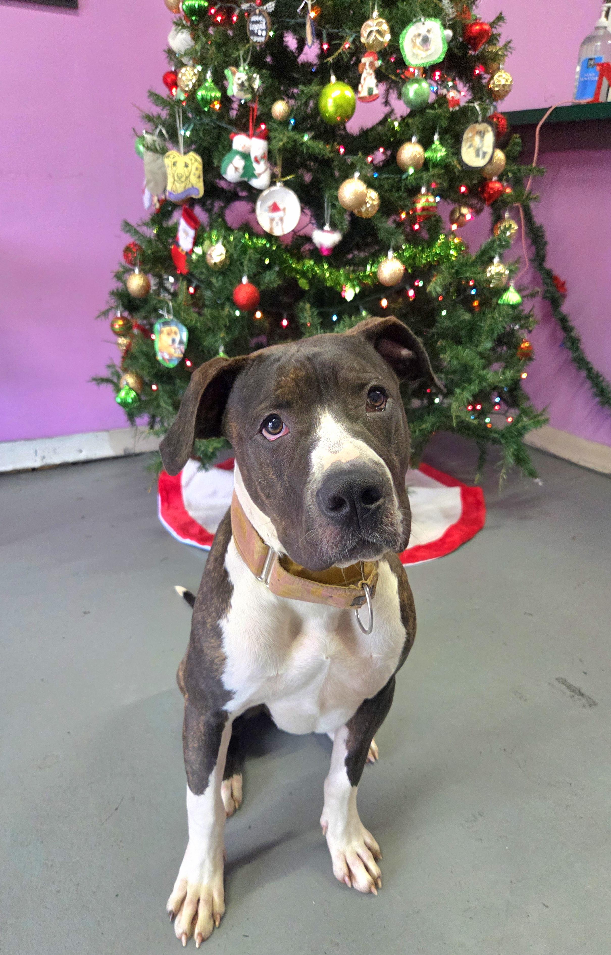 Enlarge Daisy, a Adoptable mixed breed in Kansas City, MO image 5/6