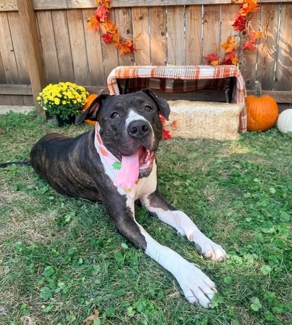 Enlarge Daisy, a Adoptable mixed breed in Kansas City, MO image 6/6