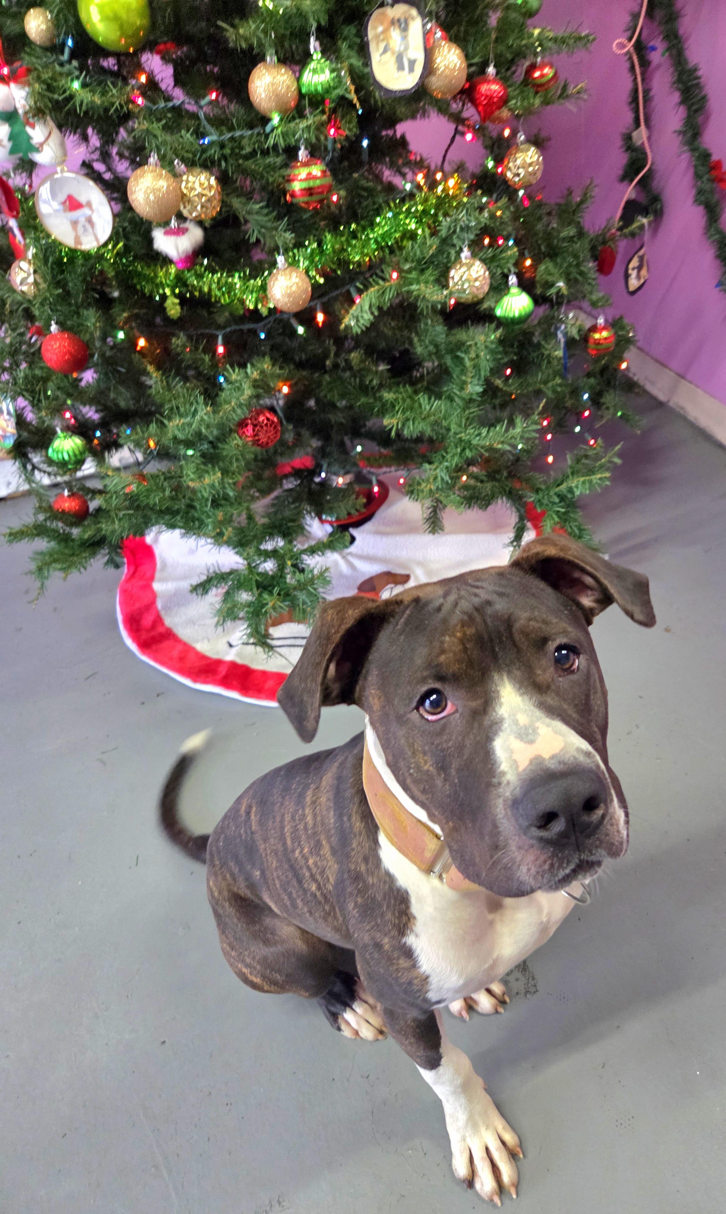 Enlarge Daisy, a Adoptable mixed breed in Kansas City, MO image 6/6