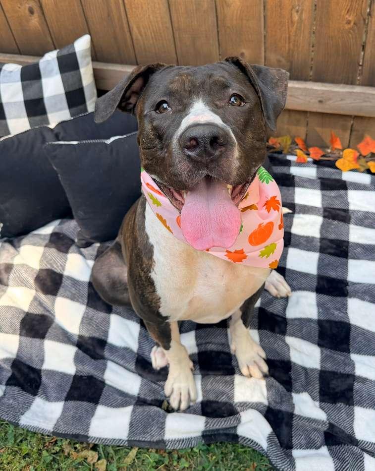 Enlarge Daisy, a Adoptable mixed breed in Kansas City, MO image 2/6