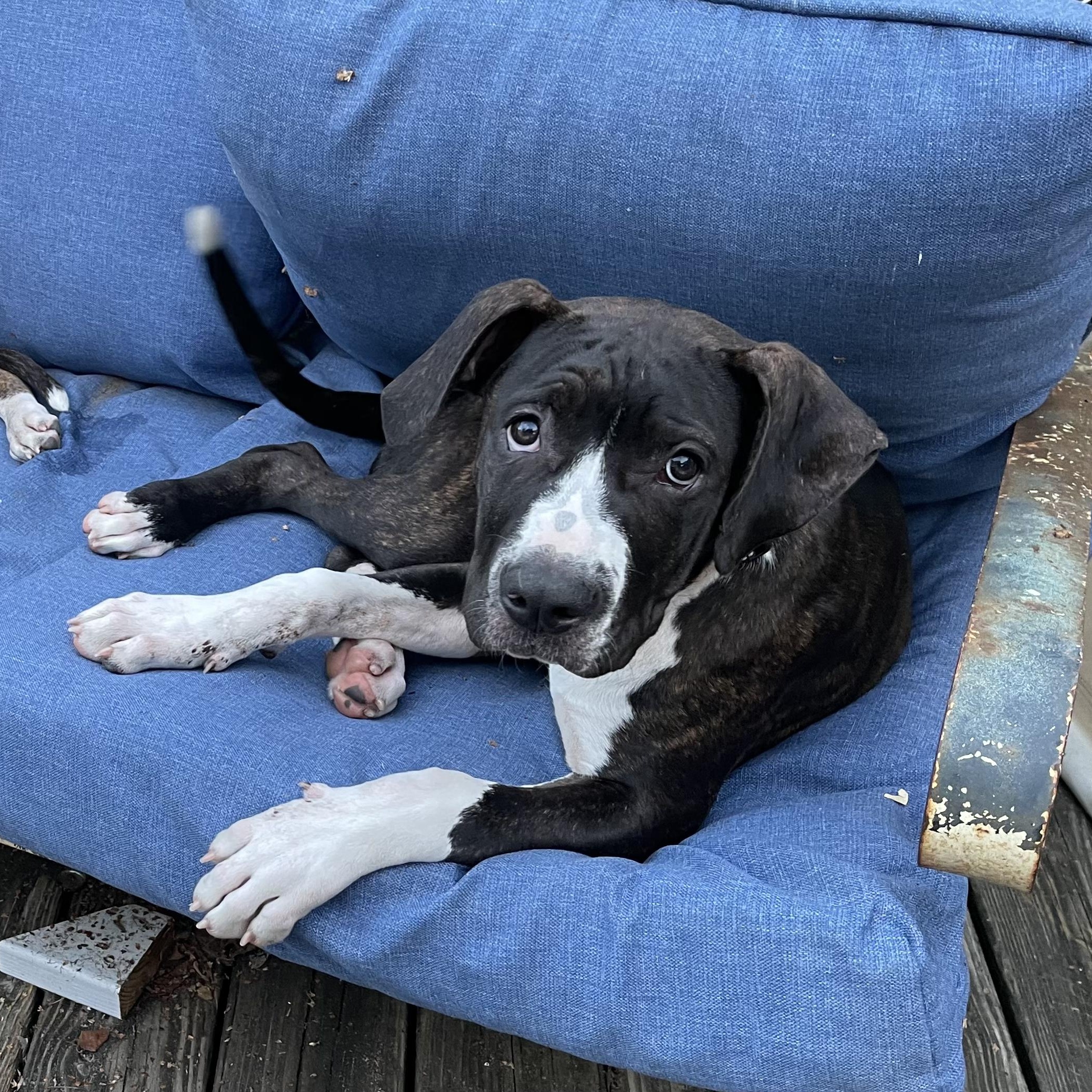 Enlarge Daisy, a Adoptable mixed breed in Kansas City, MO image 2/3