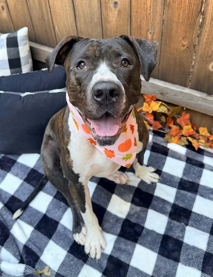 Enlarge Daisy, a Adoptable mixed breed in Kansas City, MO image 5/6