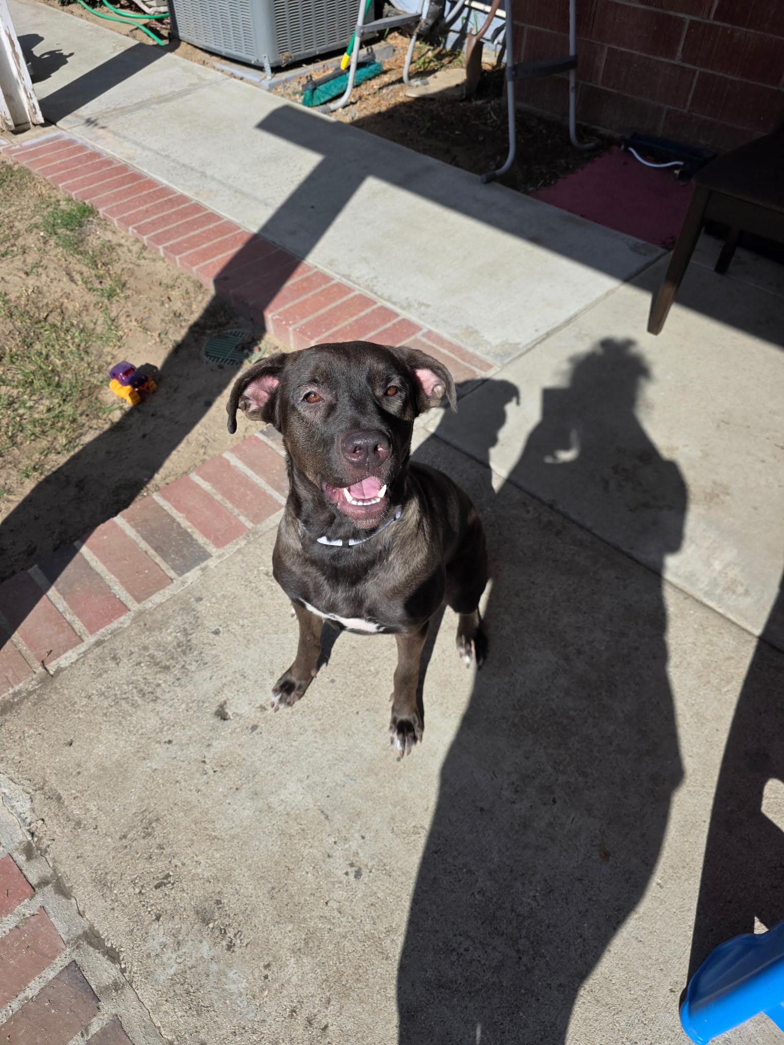 Enlarge Luna, a Adopted mixed breed in ontario , CA image 4/5