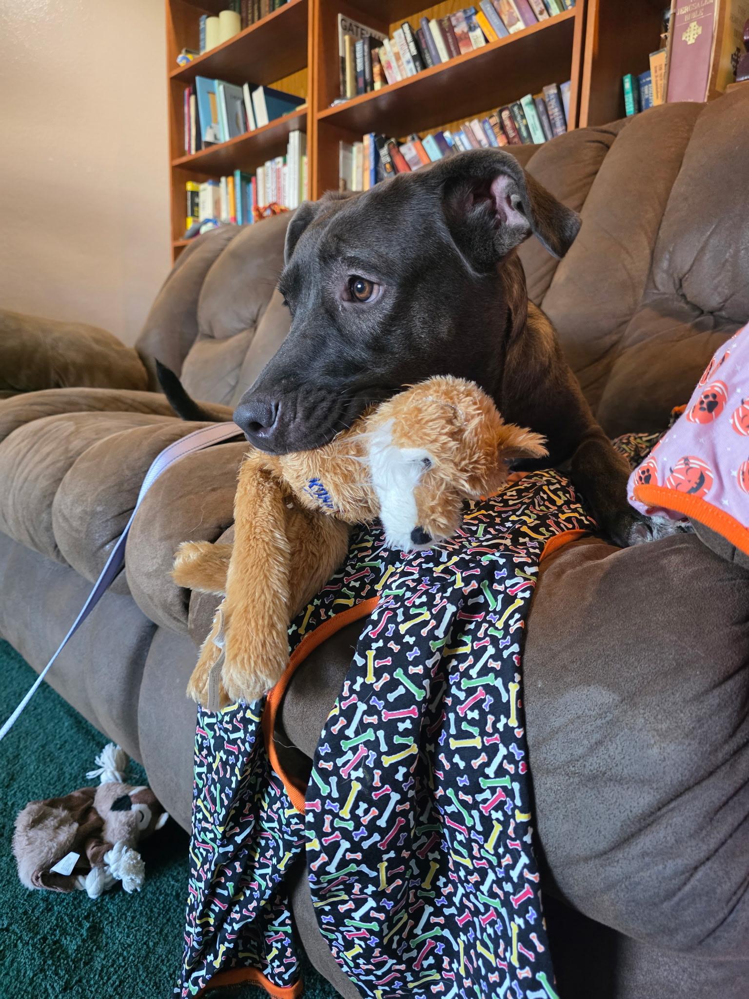 Enlarge Luna, a Adopted mixed breed in ontario , CA image 2/5
