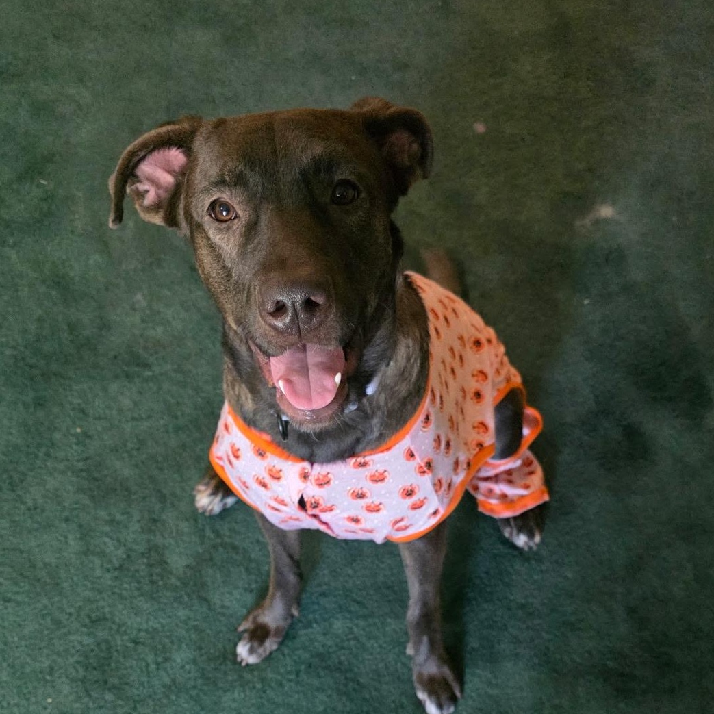 Luna, Adopted, Adult Female Black Labrador Retriever.