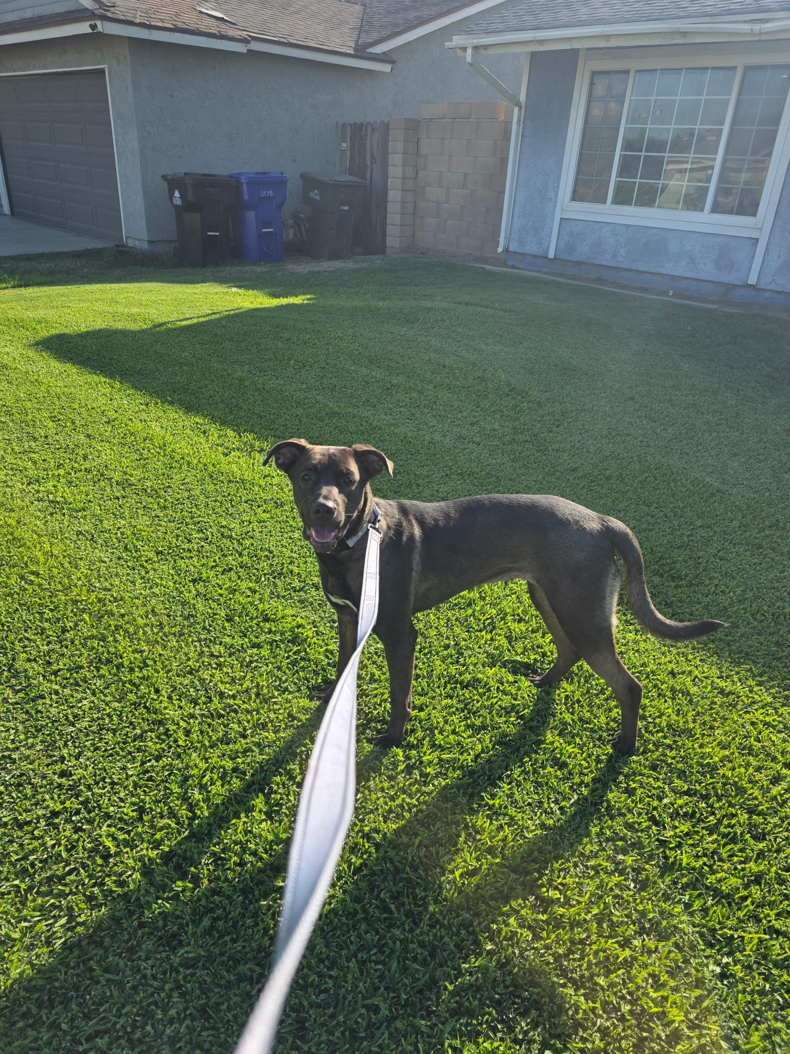 Enlarge Luna, a Adopted mixed breed in ontario , CA image 5/5