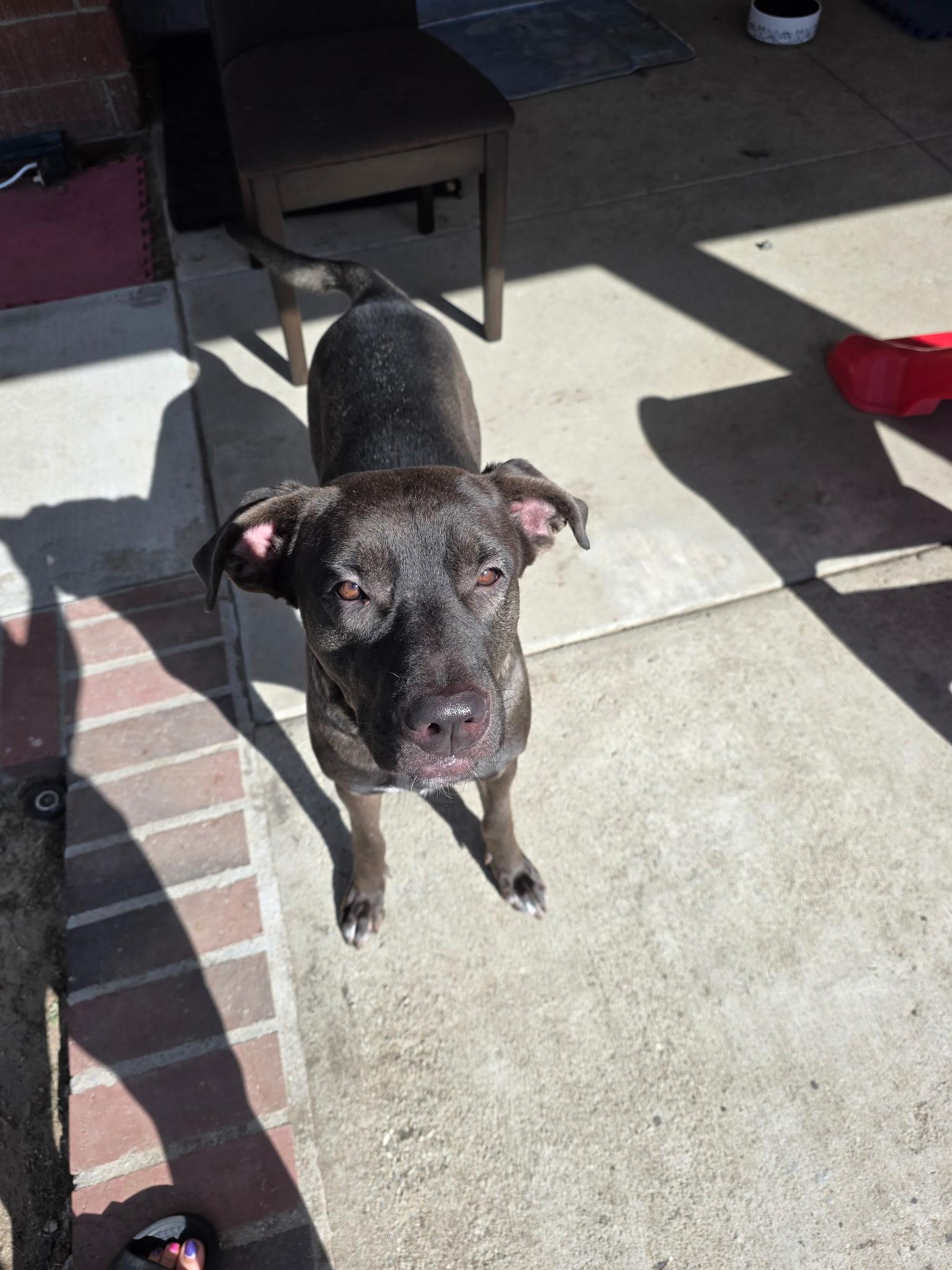 Enlarge Luna, a Adopted mixed breed in ontario , CA image 3/5