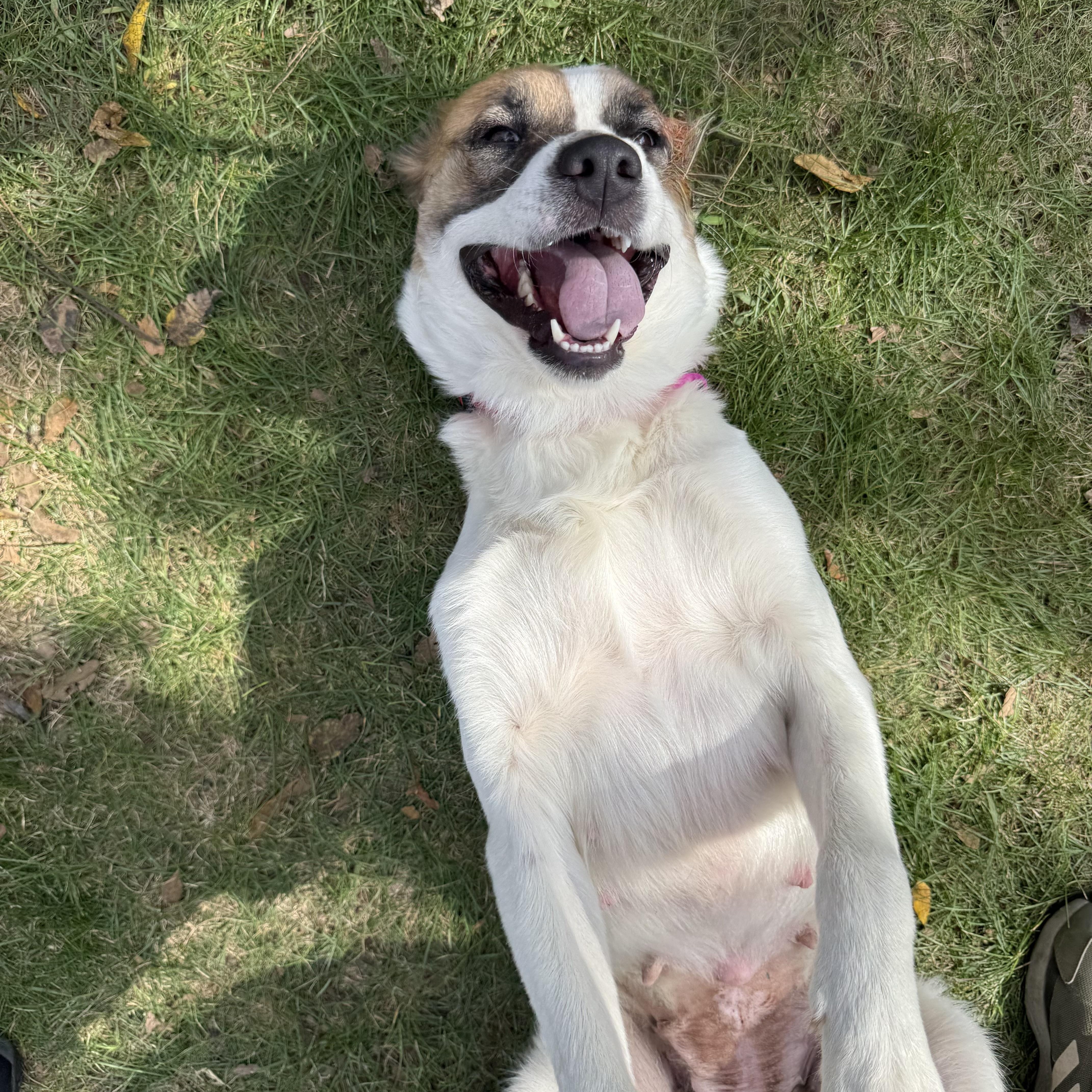 Enlarge Sutton, a Adoptable mixed breed in Mendham, NJ image 2/5