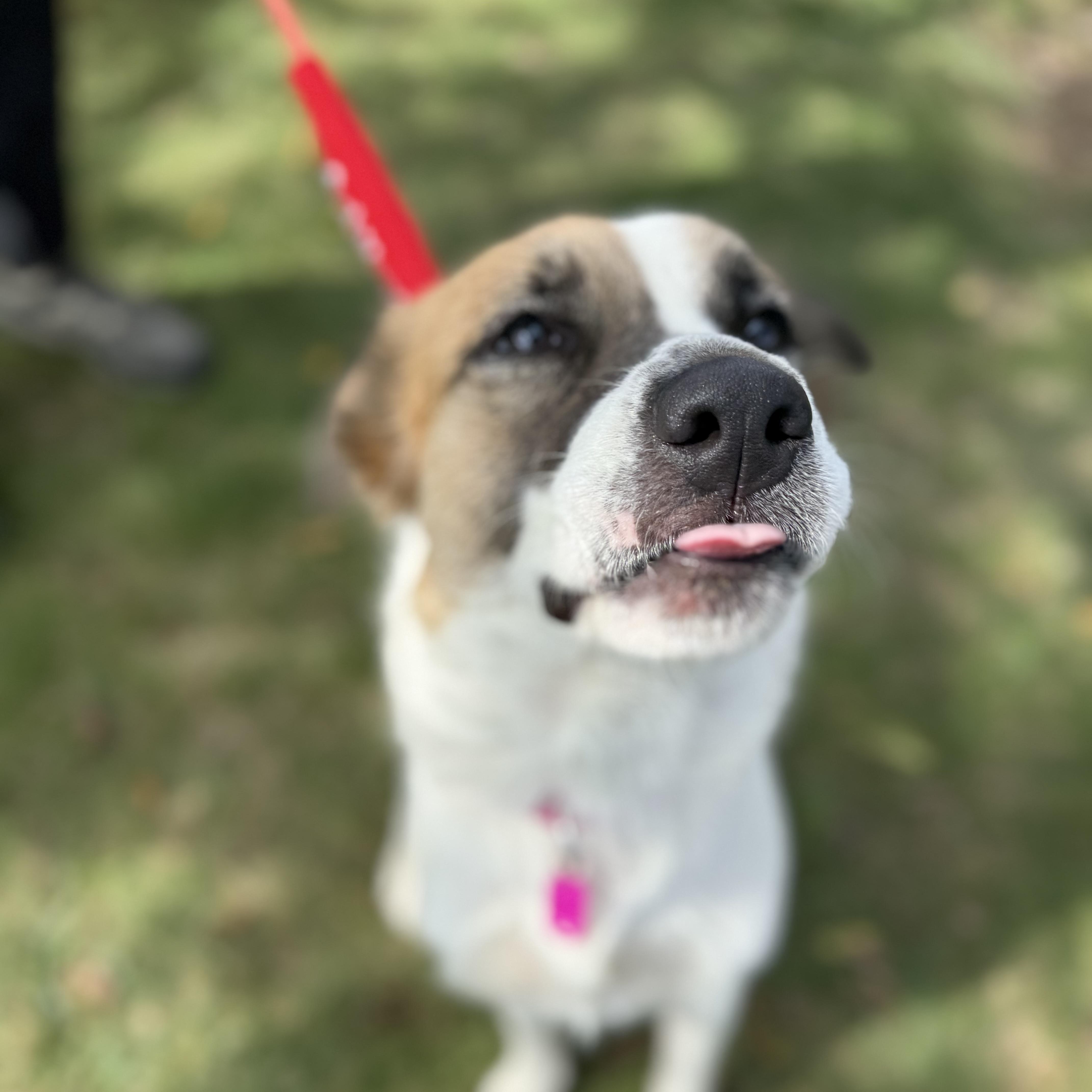 Enlarge Sutton, a Adoptable mixed breed in Mendham, NJ image 3/5