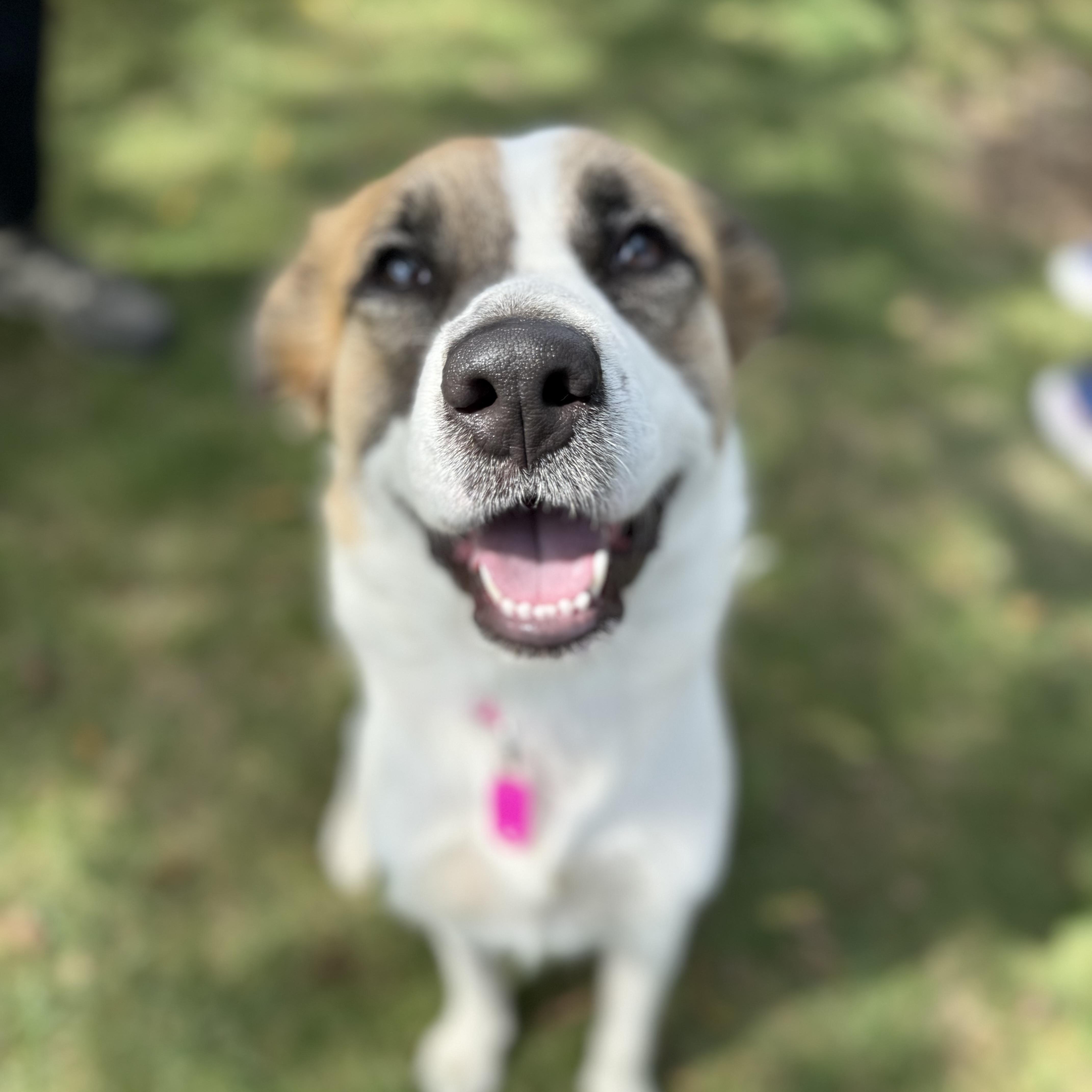 Sutton, Adoptable, Adult Female Retriever.
