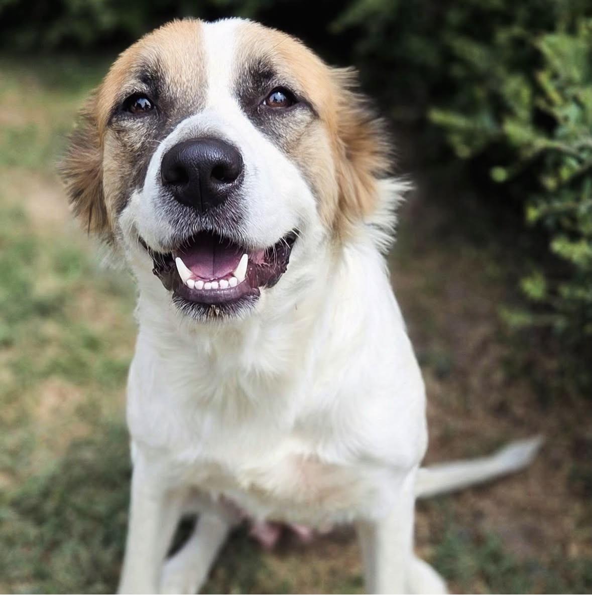 Enlarge Sutton, a Adoptable mixed breed in Mendham, NJ image 4/5