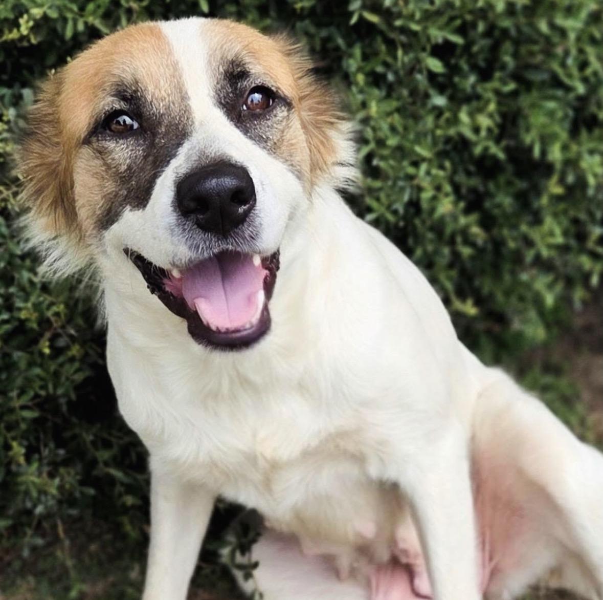 Enlarge Sutton, a Adoptable mixed breed in Mendham, NJ image 5/5