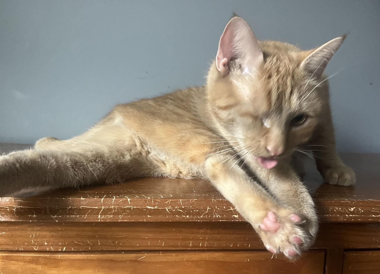 Enlarge Candy Corn, a Adoptable Domestic Short Hair in Lexington, SC image 1/3