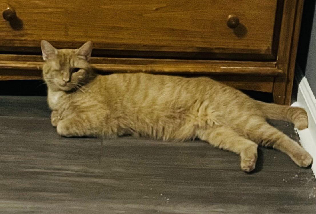 Enlarge Candy Corn, a Adoptable Domestic Short Hair in Lexington, SC image 2/3