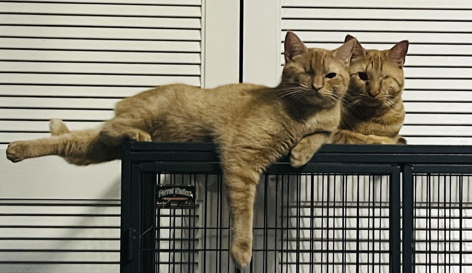 Enlarge Candy Corn, a Adoptable Domestic Short Hair in Lexington, SC image 3/3