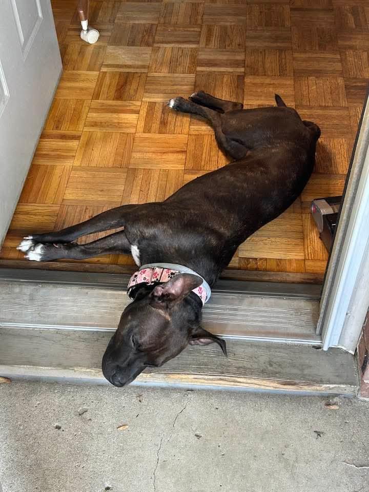 Candy, a Adoptable mixed breed in Speedway, IN image 3/6