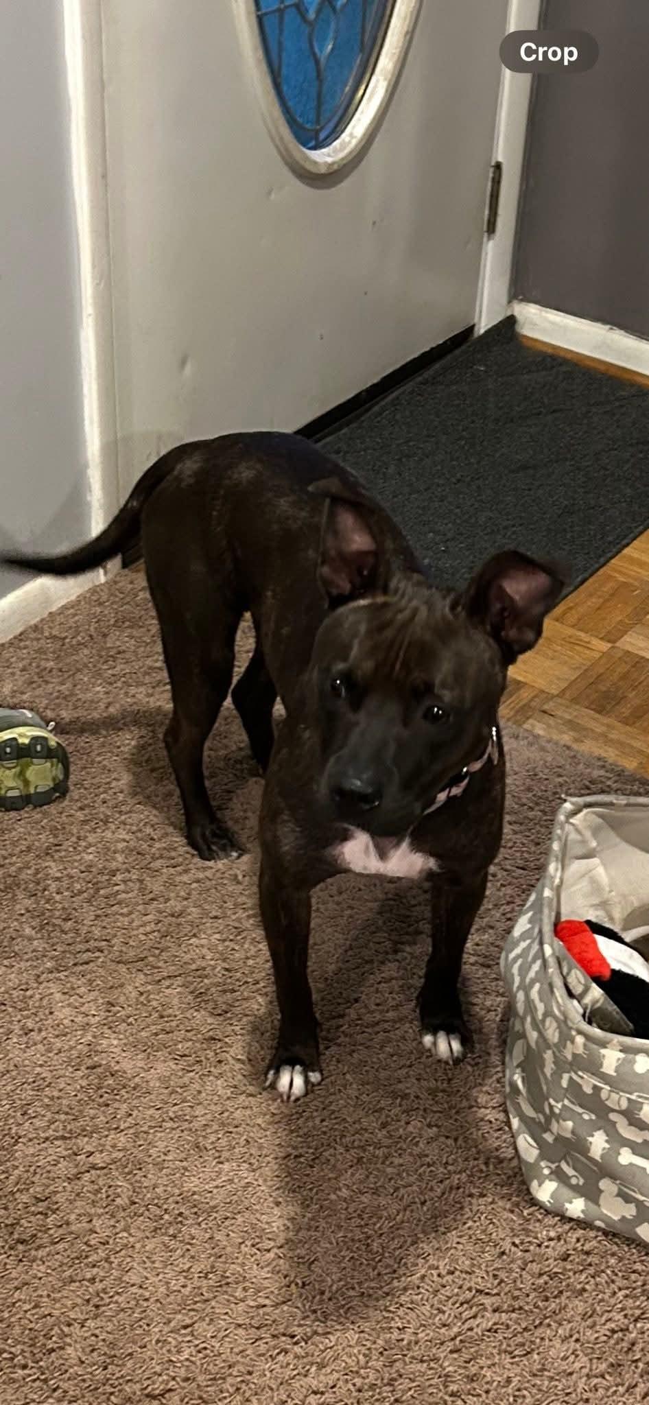 Candy, a Adoptable mixed breed in Speedway, IN image 2/6