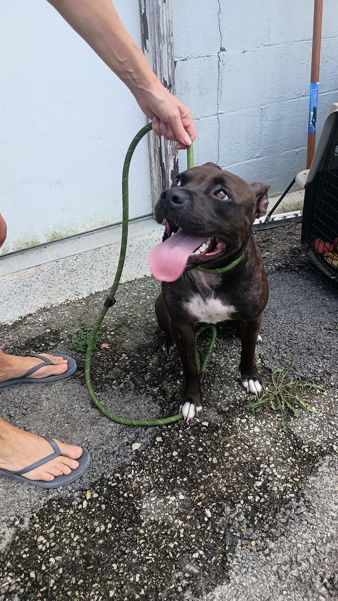 Candy, a Adoptable mixed breed in Speedway, IN image 4/6