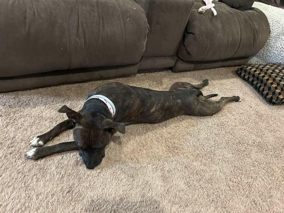 Candy, a Adoptable mixed breed in Speedway, IN image 5/6