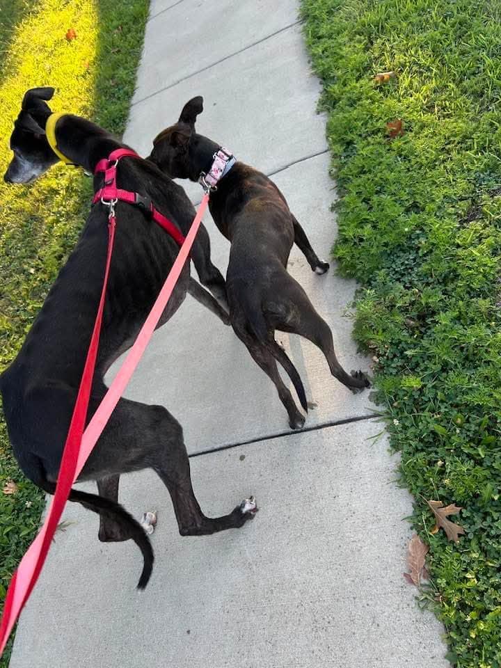 Candy, a Adoptable mixed breed in Speedway, IN image 6/6