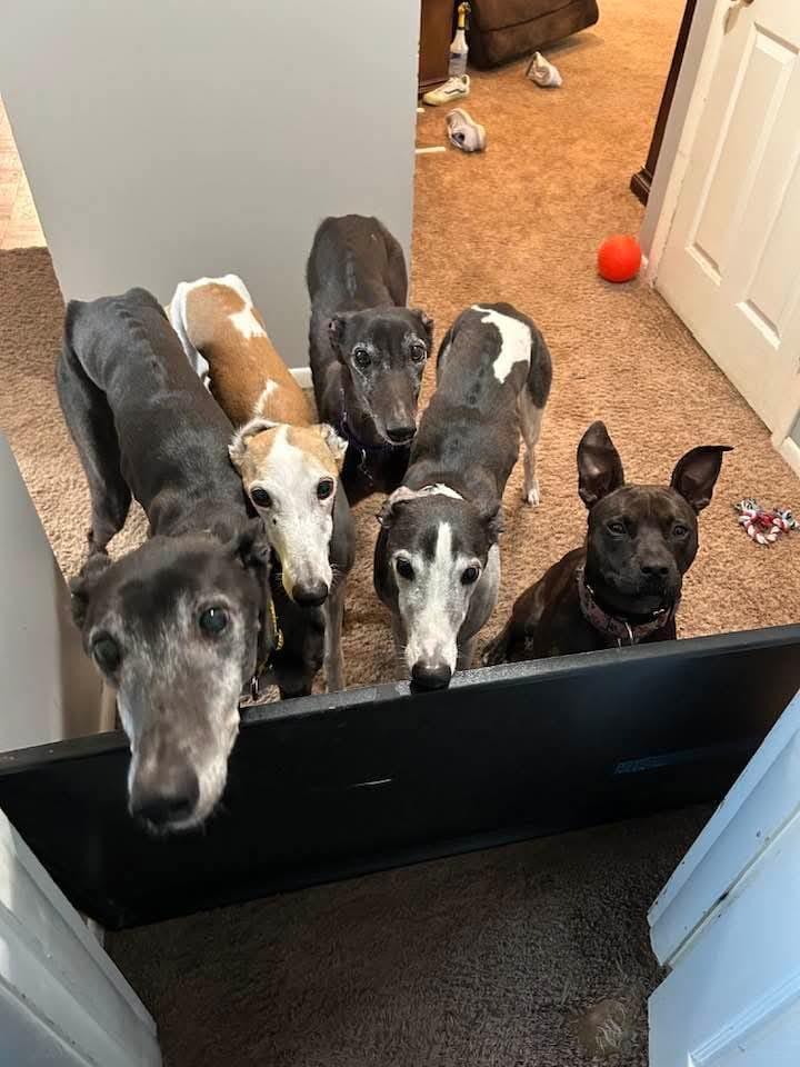 Candy, Adoptable, Young Female American Staffordshire Terrier.