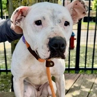 Enlarge Stormy, a ADOPTABLE mixed breed in Buffalo, NY image 4/6